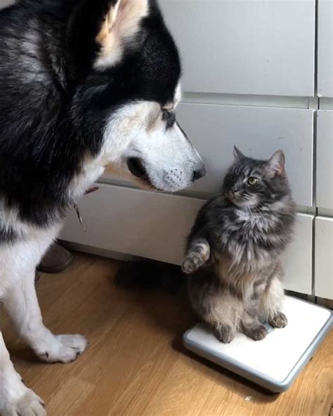 You Tried Cats Vs Dogs House Cat Dog A Rivalry As Old As Time