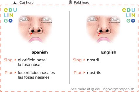 Nostril In Spanish • Writing And Pronunciation With Pictures