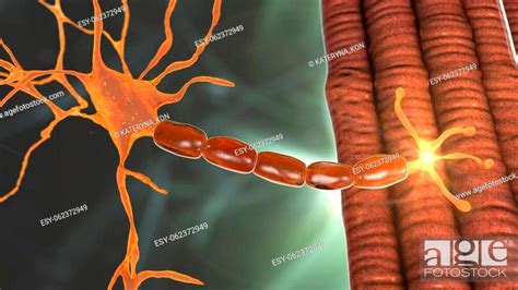 Motor Neuron Connecting To Muscle Fiber 3D Illustration Stock Photo
