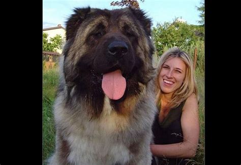 Los Perros Más Grandes Del Mundo 10 Fotos De Estos Gigantes Mascotas