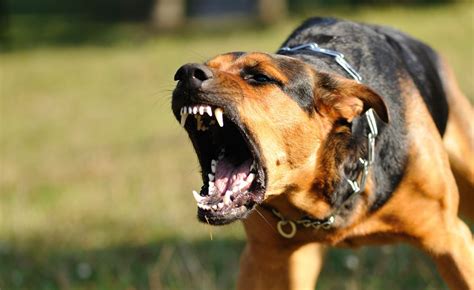 What Are The Most Effective Treatments For Rabies Health Cautions