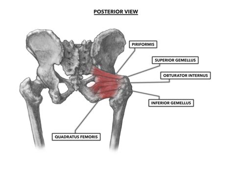 Some of these muscles move across the abdomen or the buttocks (hip flexors, gluteals). Muscles In Hip Area : TOP 3 Inner Thigh Stretches to ...