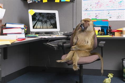 22 Funny Monkey Pictures To Make You Laugh Readers Digest