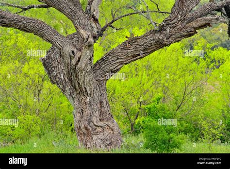 Mature Mesquite Tree Trunk And Spring Foliage In Texas Hill Country