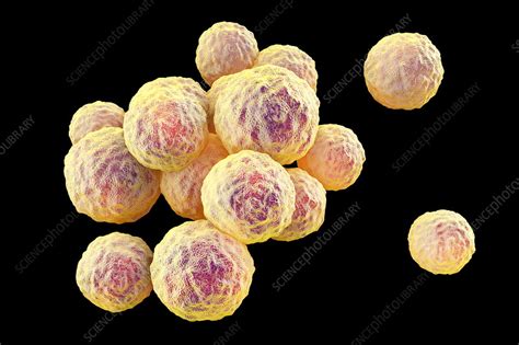 Mrsa Bacteria Artwork Stock Image F0183338 Science Photo Library