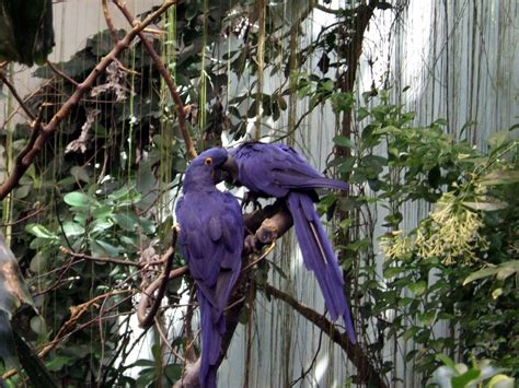 Purple Macaws Pretty Birds Macaw Animals