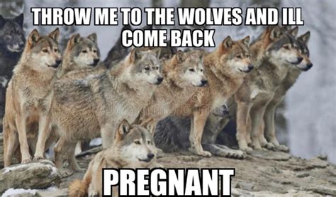 Throw Me To The Wolves And Ill Come Back Pregnant Me Jogue Aos Lobos Throw Me To The Wolves