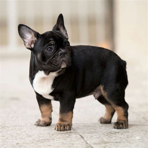 Find free puppies near me, adopt a puppy, buy puppies direct from kennel breeders and puppy owners in georgia. Lambo, the French Bulldog Puppy ️ ️ (now in Germany) www ...
