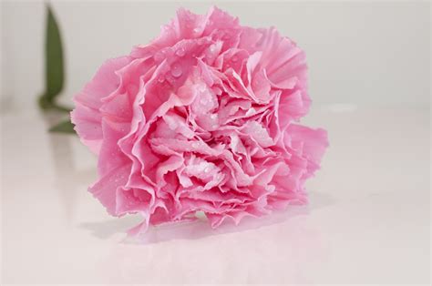 We did not find results for: List of Flower Names With Their Meanings and Alluring ...