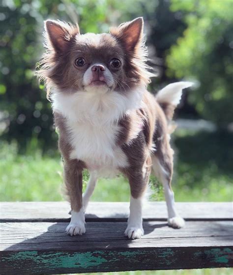 Male And Female Dog Names 60 Beverly Hills Chihuahua