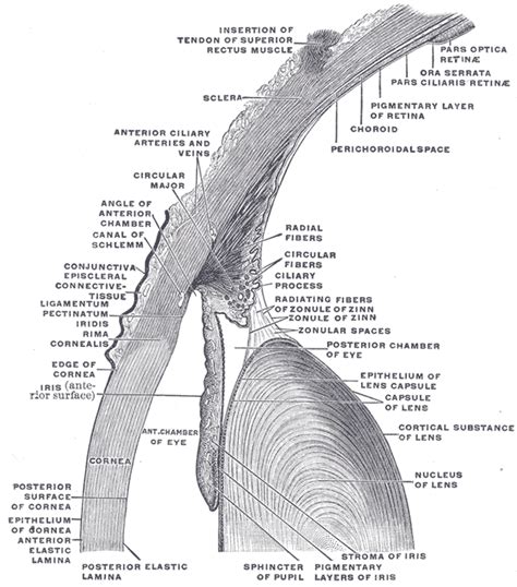 Iris (anatomy)