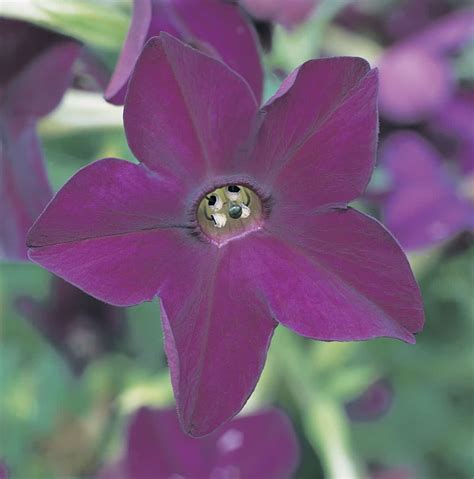 Maybe you would like to learn more about one of these? Nicotiana Perfume Deep Purple F1 | All-America Selections