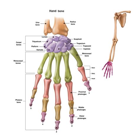 Joints In The Thumb Diagram