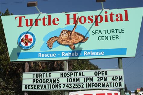 One Day In America Visiting The Turtle Hospital In Marathon Key Florida