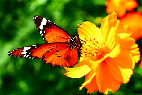Beautiful Butterfly On Flower By 1985ford On Deviantart