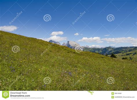 Wildflower Meadow In Alps Stock Photo Image Of Valley 96619698