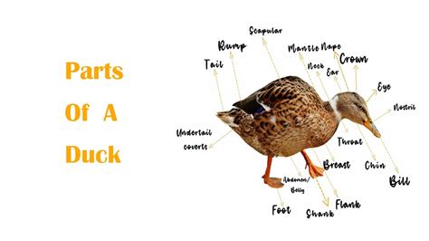 Parts Of A Duck In English With Pictures And Examples Youtube