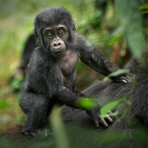 Baby Gorilla Sean Crane Photography