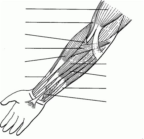 This image is titled muscles of the body diagram for kids and is attached to our article about 3 main muscle types in the human body. Muscular System Coloring Pages - Coloring Home