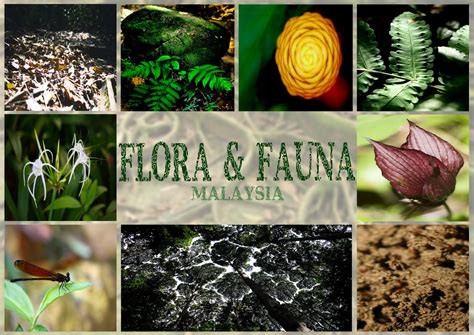 Some wallpapers are in sizes 1280 x 960 (4:3) others are in 1280 x 720 (16:9 widescreen). FLORA Y FAUNA