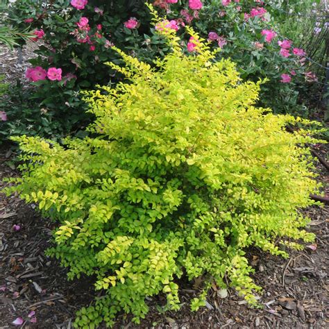 Water regularly to establish the root system then reduce frequency as this plant does not tolerate soggy soil. Sunshine Ligustrum - Covingtons