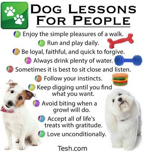 We Can Learn Something From Our Dogs Proverbs 12 10 Follow Your