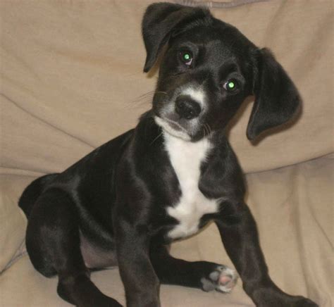 Rat Terrier And Chow Mix Lilly The Boxer Dachshund Mix Mix Breed