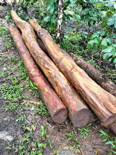 Teak Wood Round Logs At Best Price In Chennai By Rcr Timber Depot Id 26753341712