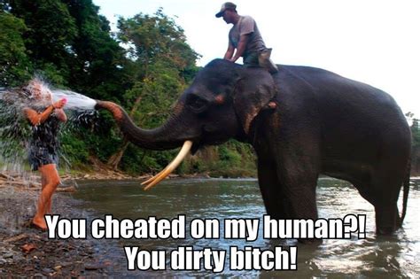 39 Very Funny Elephant Memes Pictures Jokes And Images Picsmine