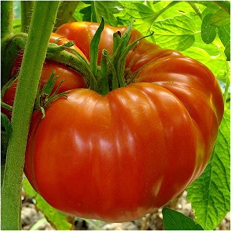 Are all beefsteak tomatoes heirloom? Indeterminate vs Determinate Tomatoes • Growing Tomatoes 4 You