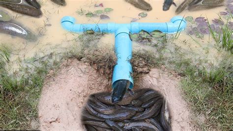 Some fish traps are designed to just catch bait fish, while this one is designed to catch fish for the dinner table. catfish pipe trap