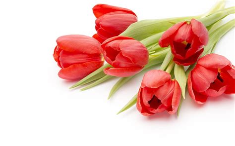 Red Tulips Spring Spring Flowers Tulips Bouquet Hd Wallpaper Peakpx