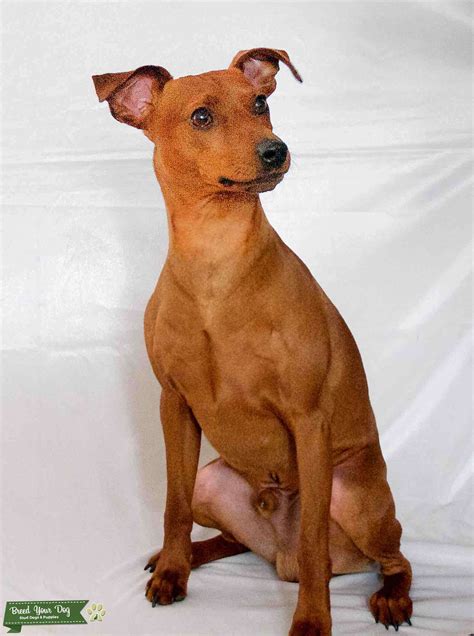 Stag Red Pure Bred Miniature Pinscher Stud Dog In British Columbia