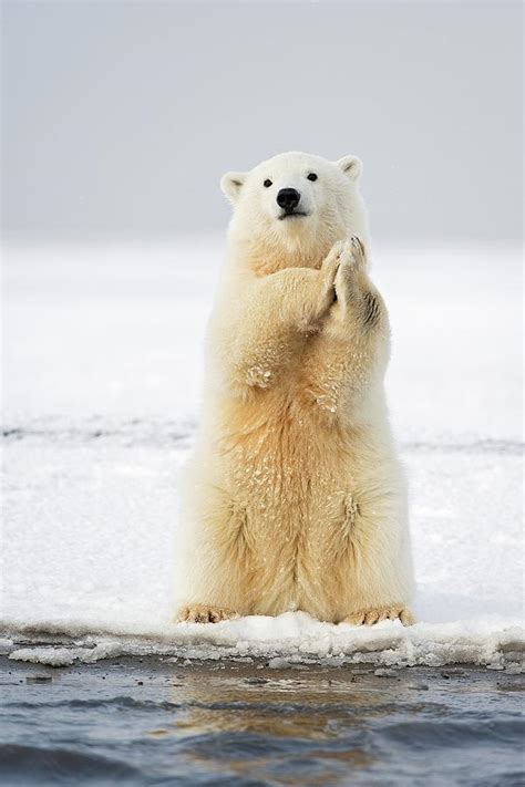 Polar Bear Cub Sitting Photograph By Steven Kazlowski Pixels