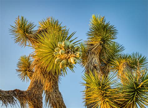 2020 05 30 The Fruits Of A Joshua Tree