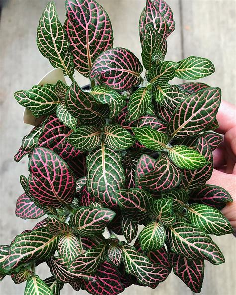 10 Variegated Houseplants That Will Add A Touch Of Soul To Your Home