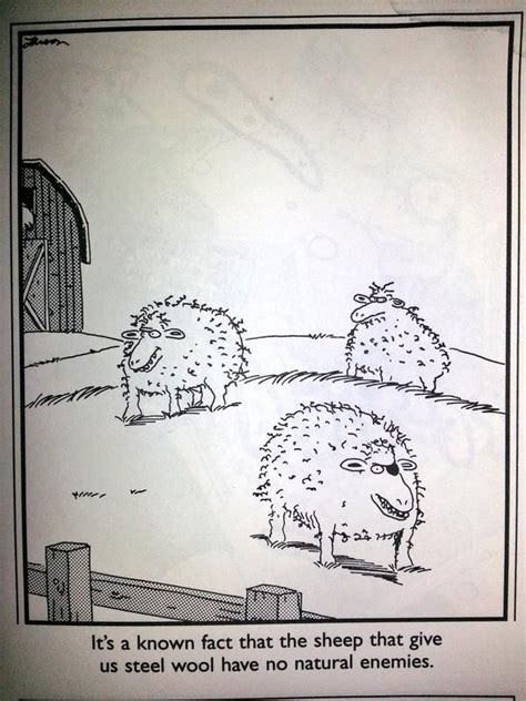 The Far Side Its A Known Fact That The Sheep That Give Us Steel Wool