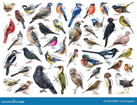 Various Forest Birds Watercolor Illustration Big Set Hand Drawn