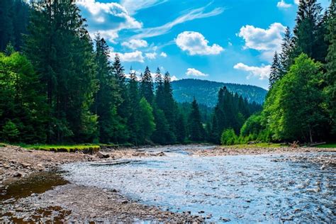 Premium Photo Mountain River With Stones Near The Coniferous Forest