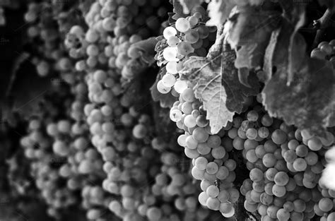 Check spelling or type a new query. Black and white grapes in vineyard ~ Food & Drink Photos ...