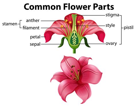 Science Of Common Flower Parts 302683 Vector Art At Vecteezy