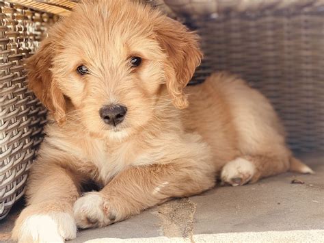 Mini Goldendoodles Faq And More About This Adorable Breed Labrador Wise