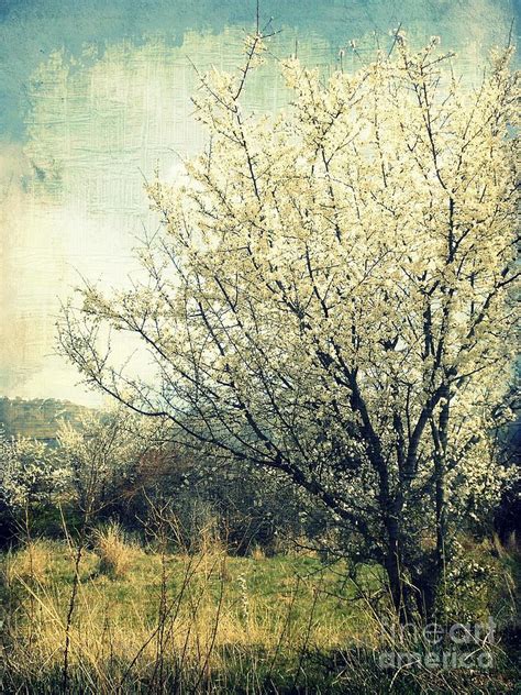 Blooming In White Photograph By Ioanna Papanikolaou Fine Art America