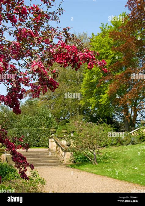 Garden Border Cherry Trees Stock Photos And Garden Border Cherry Trees