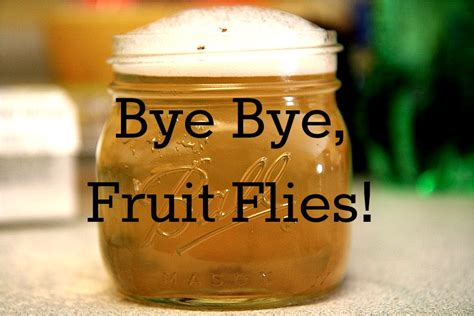 You can buy fruit fly traps or make your own, and either way, they should be effective. How to Get Rid of Fruit Flies - Page 2 - 99easyrecipes