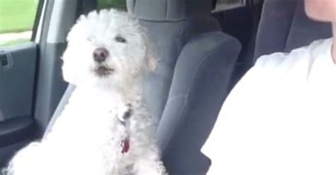 This Dog Really Loves Road Trips Video Huffpost Uk