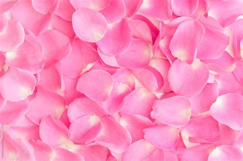 Pink Rose Petal Background By Stocksy Contributor Pixel Stories