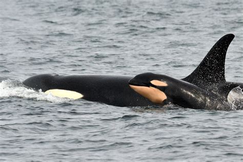 Orca Baby Boom Enough To Save The Endangered Whales