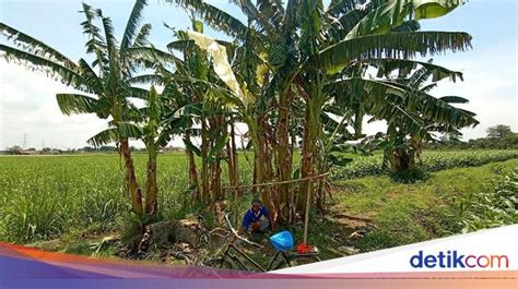 Disebutkan, pohon pisang itu awalnya memiliki daun yang berwarna hijau layaknya pohon pisang pada umumnya, namun satu atau dua daun yang ada di bagian atas atau yang masih muda, justru mengeluarkan warna putih. Daun Pisang Warna Putih Mirip Kafan Muncul Lagi di Kudus ...