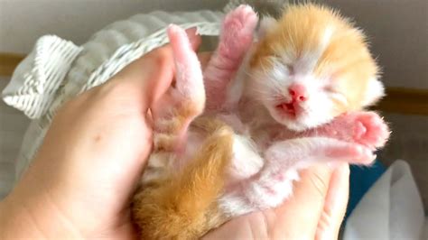 We Check Newborn Kitten But He Hisses At Us Youtube